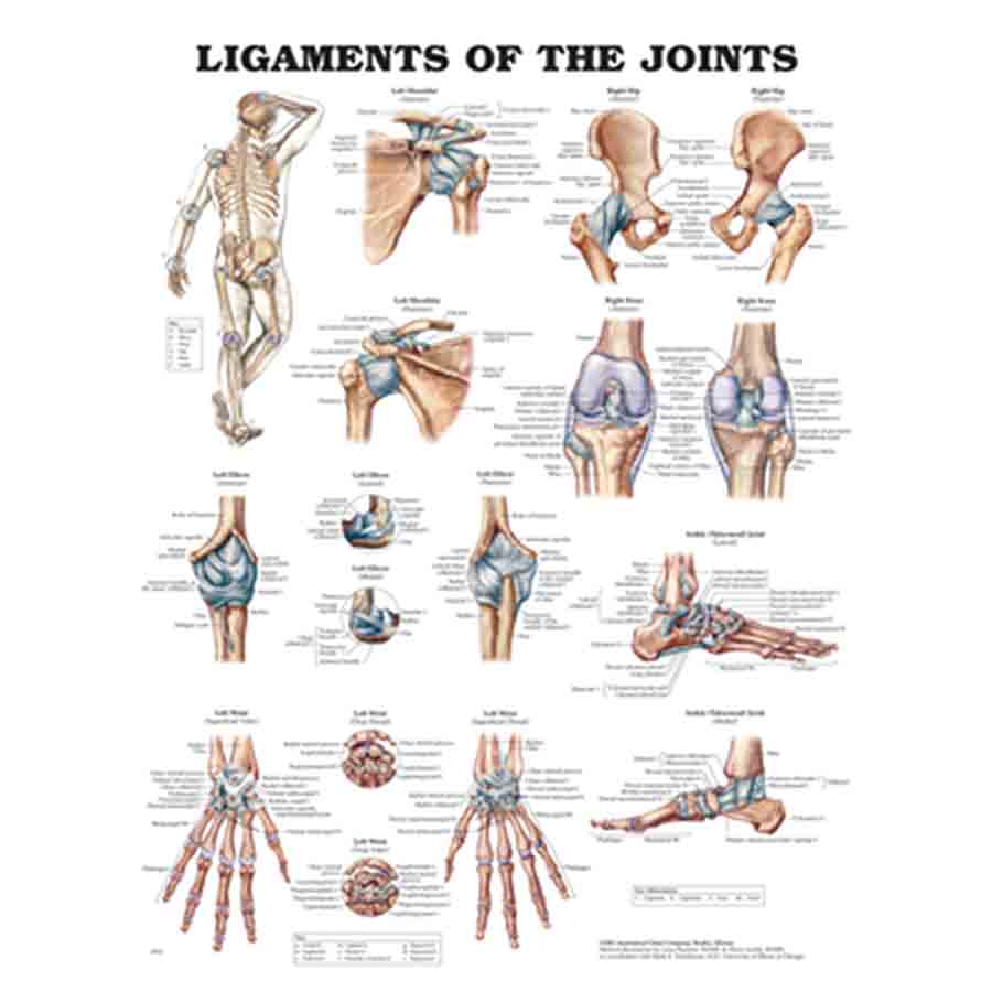 CHART LIGAMENTS OF THE JOINTS